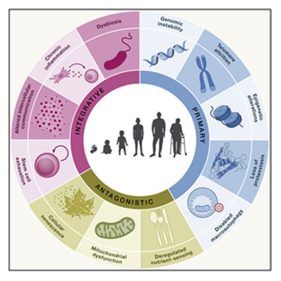 12 Hallmarks of Aging Diagram