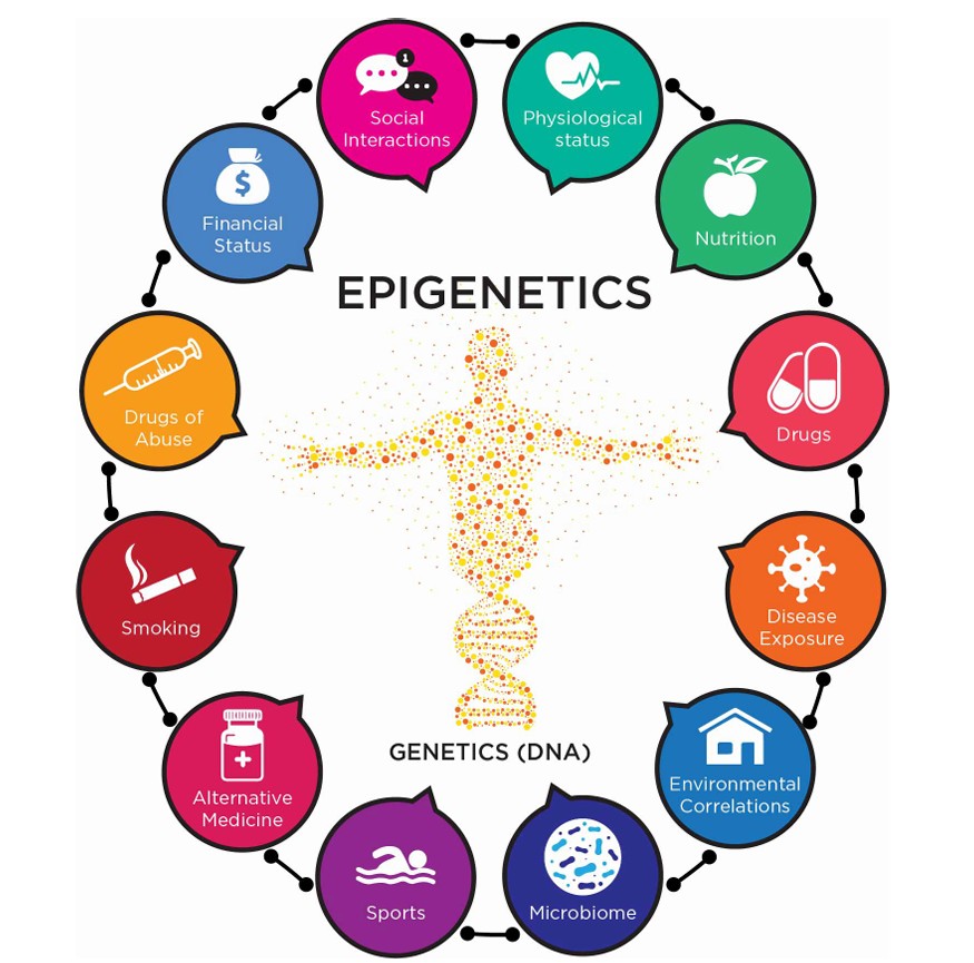 Epigenetics diagram