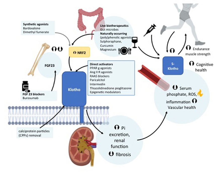 Clinical Studies Kidney Research